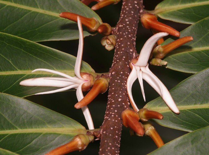 Xylopia cayennensis