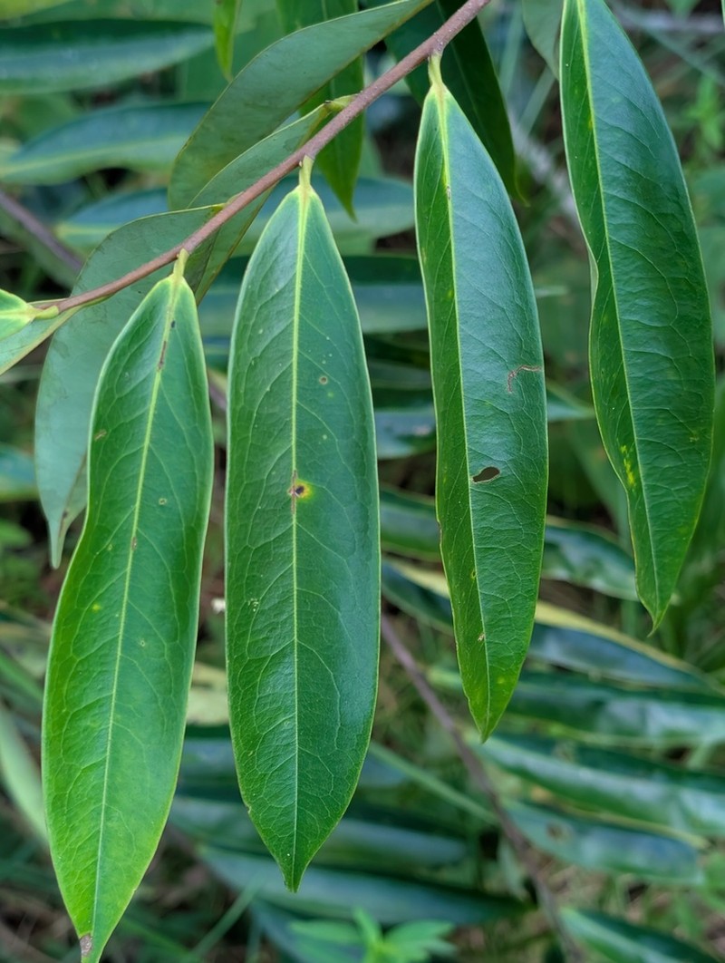 Xylopia cayennensis photo 2