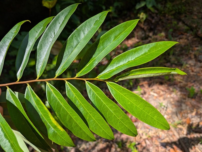 Xylopia cayennensis photo 3
