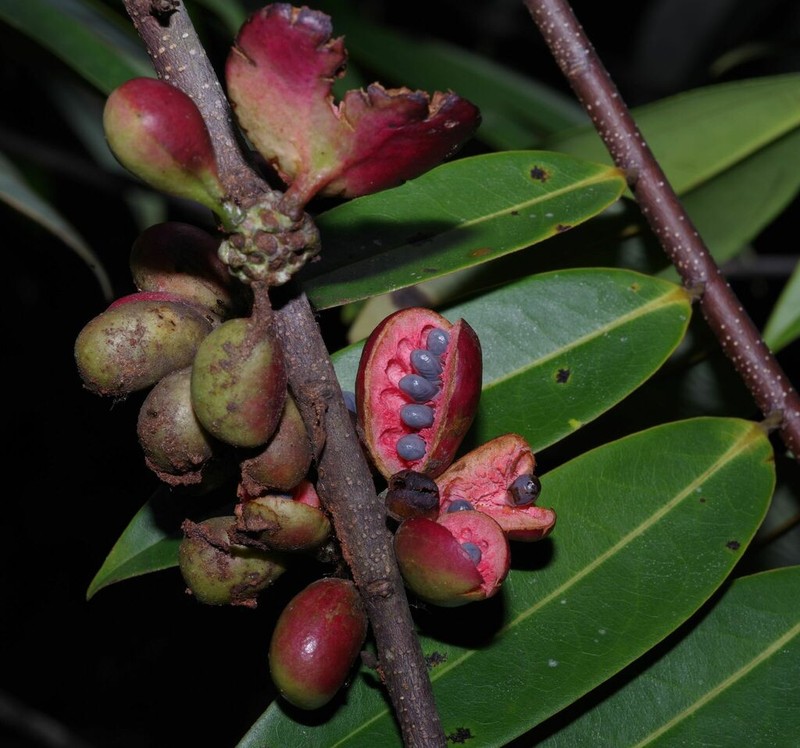 Xylopia cayennensis photo 6