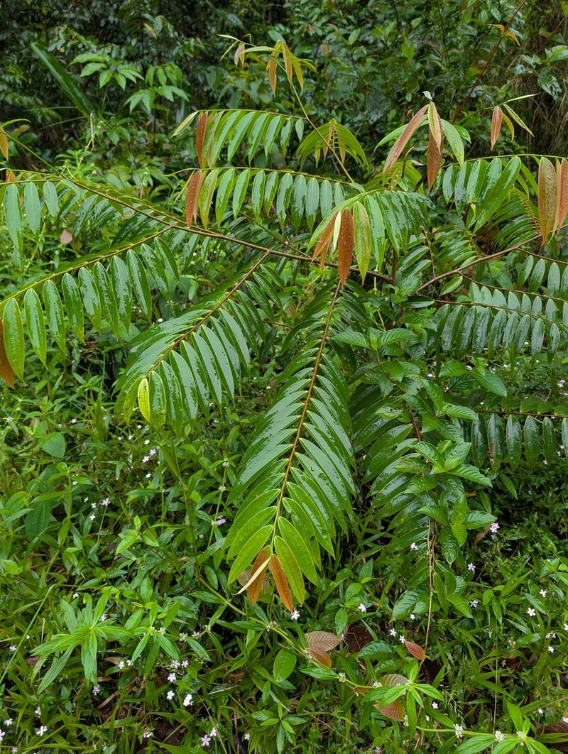 Xylopia cayennensis photo 8