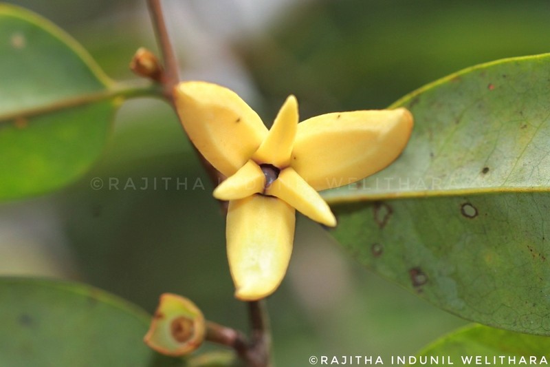 Xylopia championii