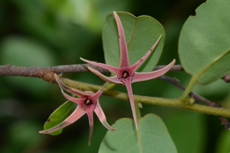 Xylopia collina