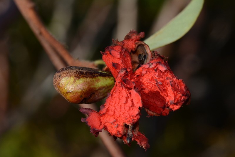 Xylopia collina photo 3