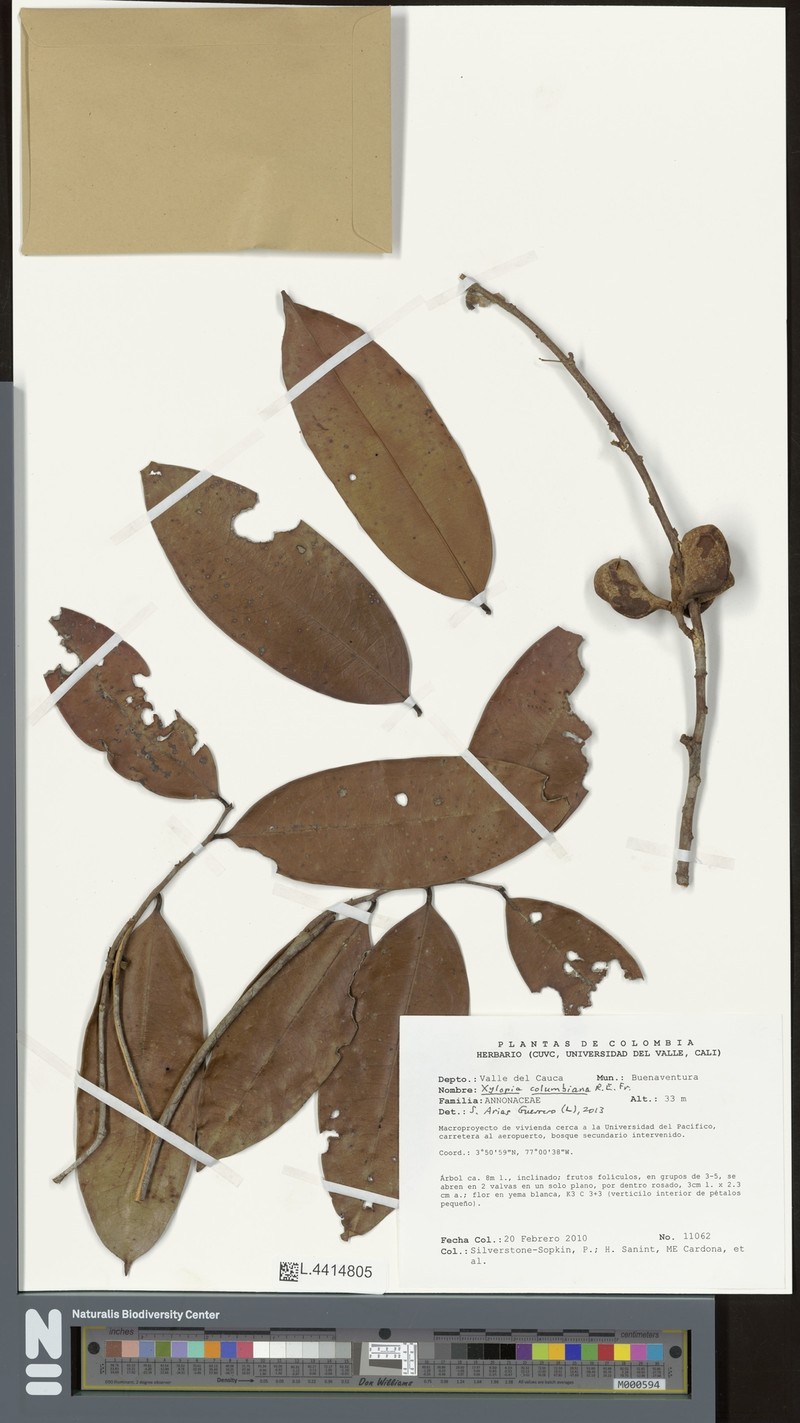 Xylopia columbiana photo 3
