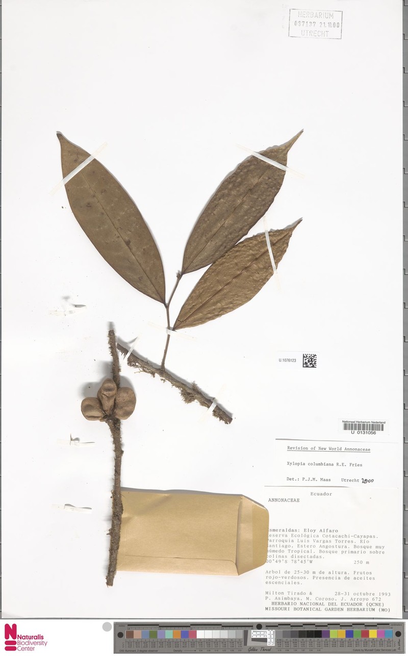Xylopia columbiana photo 4
