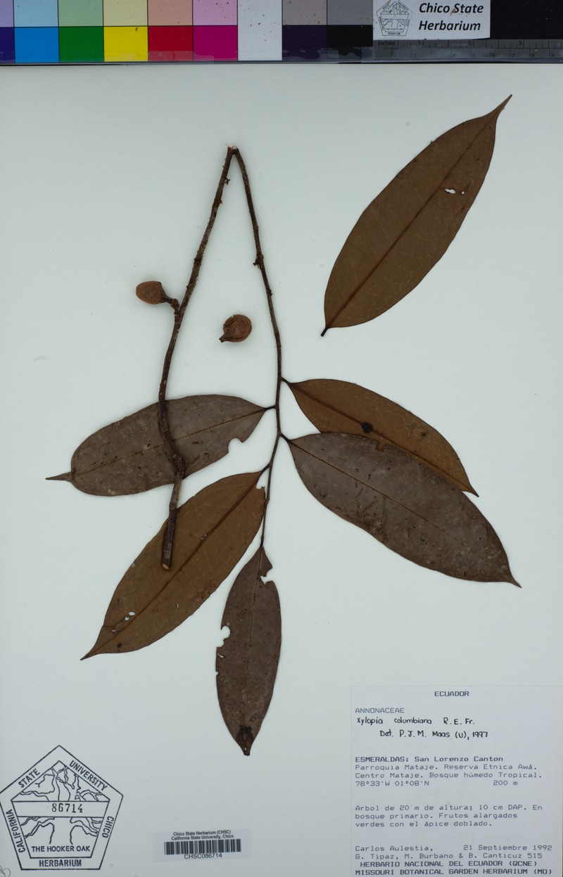 Xylopia columbiana photo 5