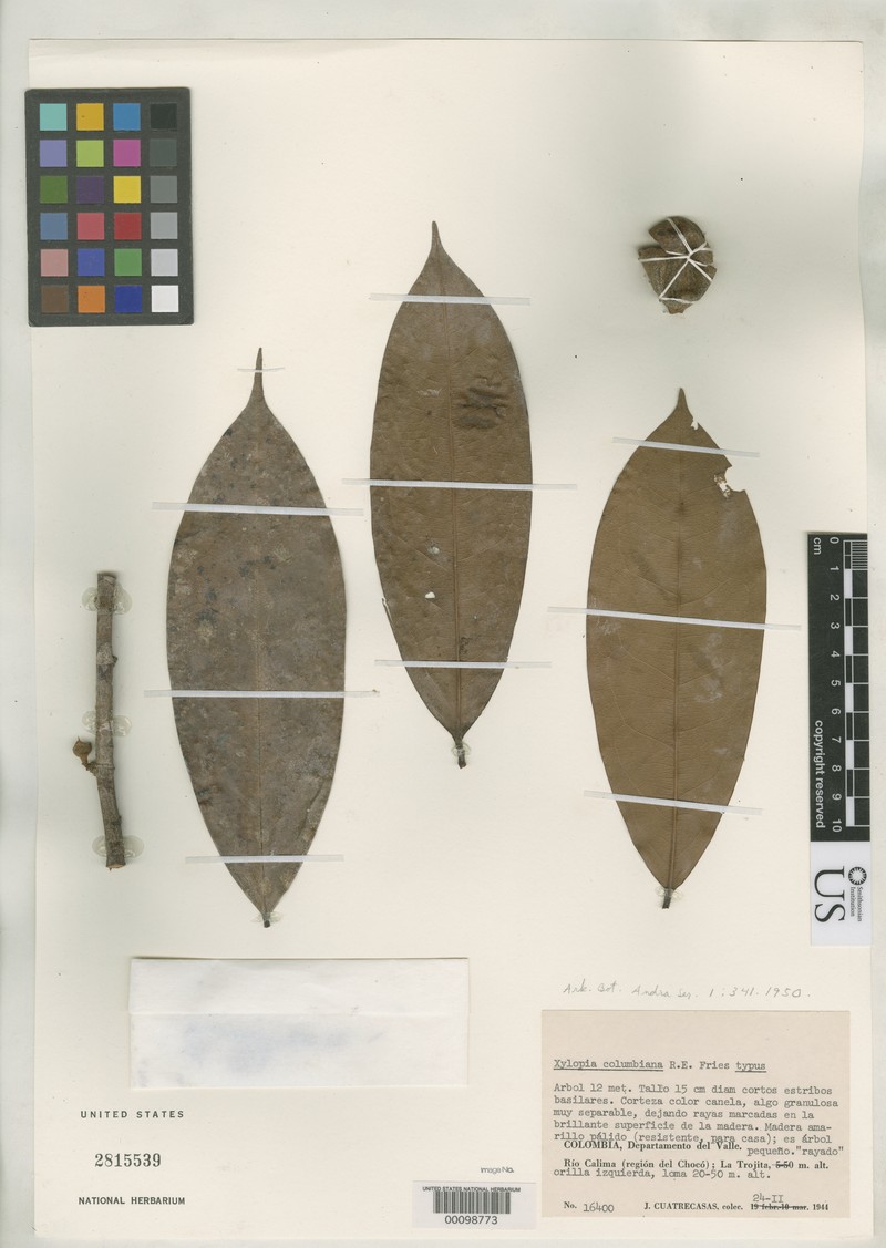 Xylopia columbiana