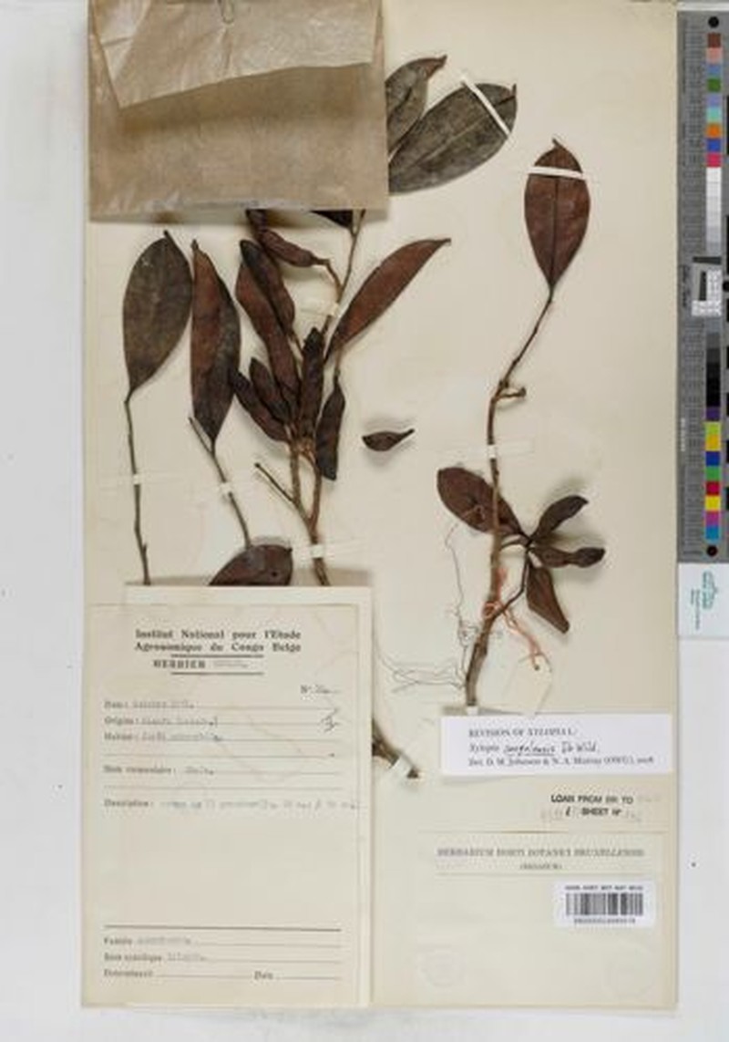Xylopia congolensis