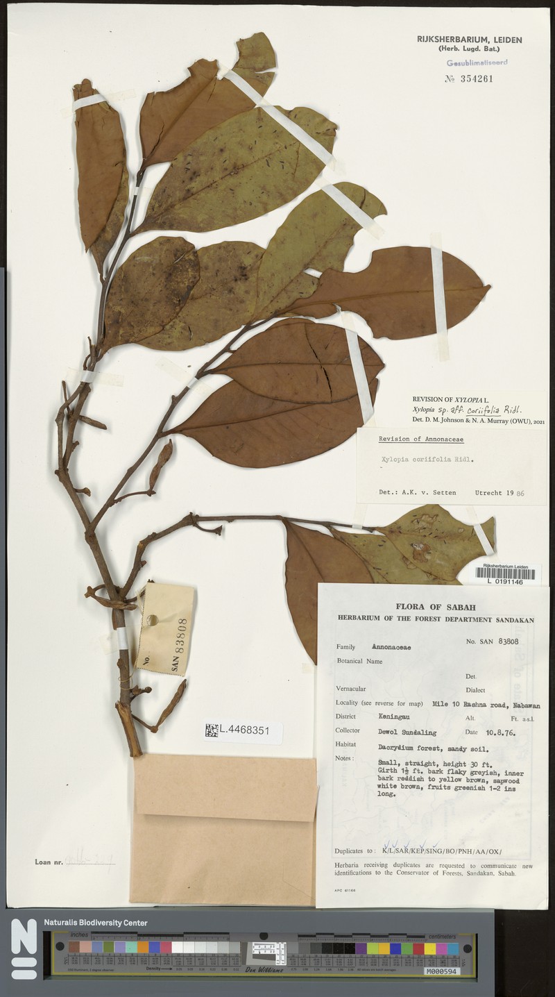 Xylopia coriifolia
