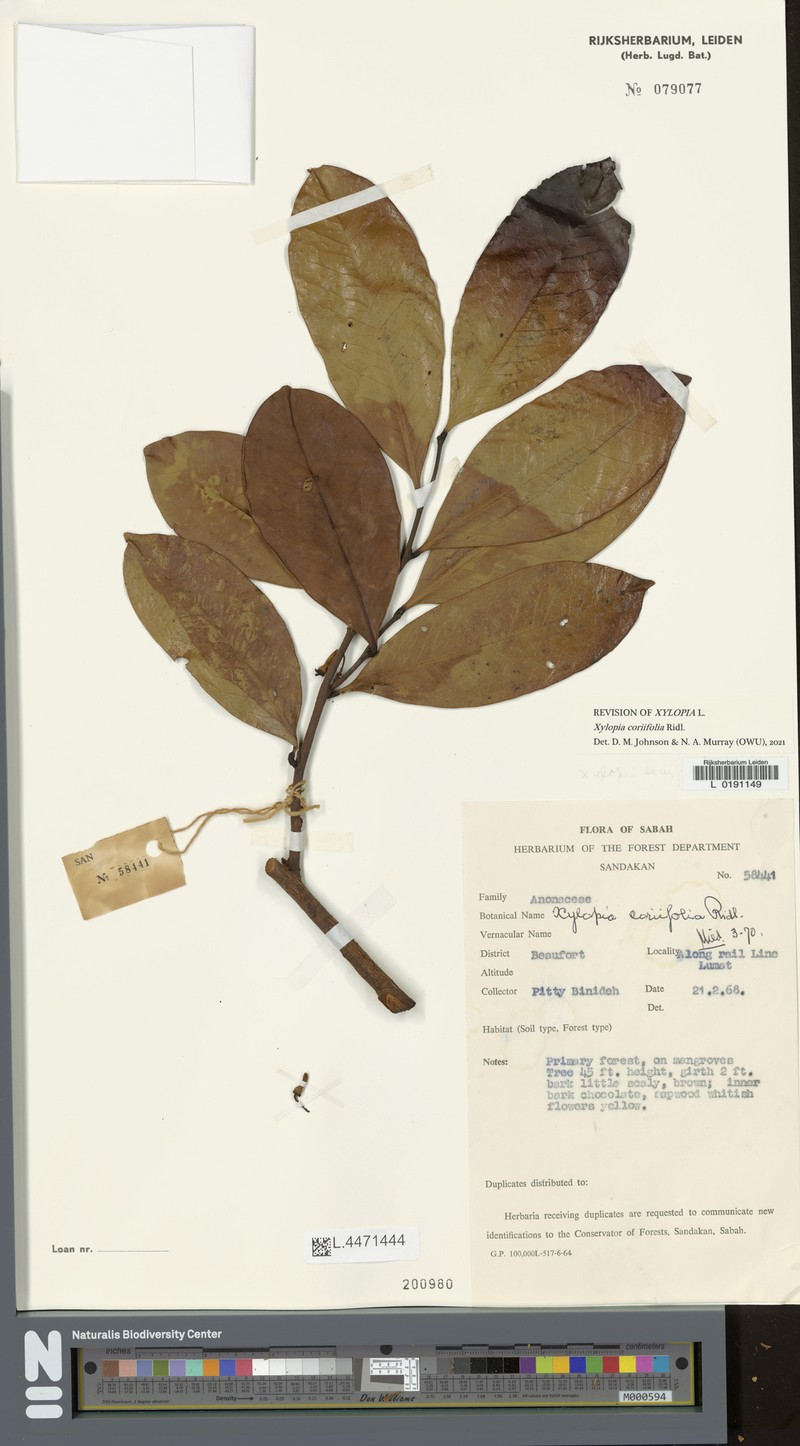 Xylopia coriifolia photo 2