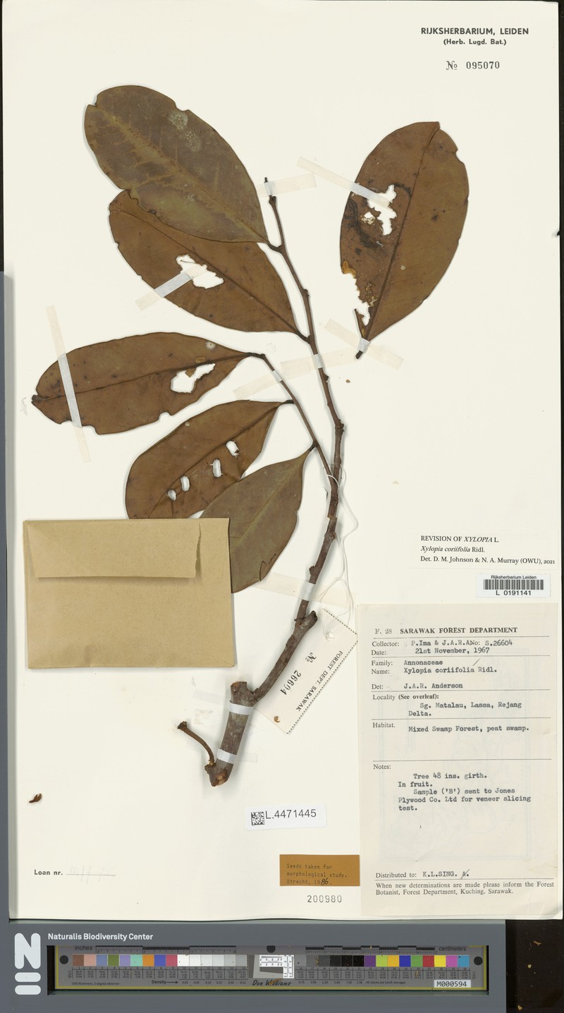 Xylopia coriifolia photo 3