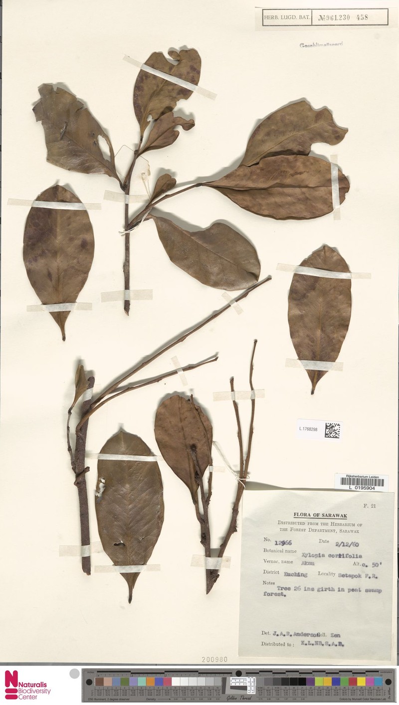 Xylopia coriifolia photo 4