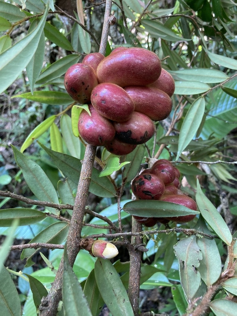 Xylopia crinita photo 3