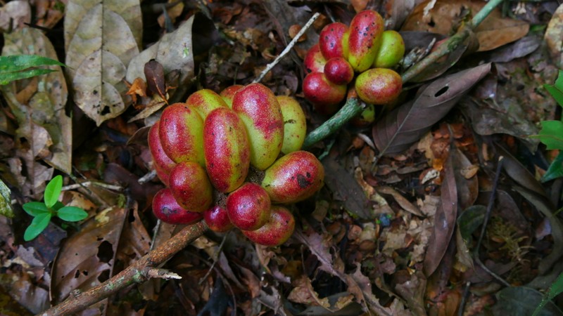 Xylopia crinita photo 4