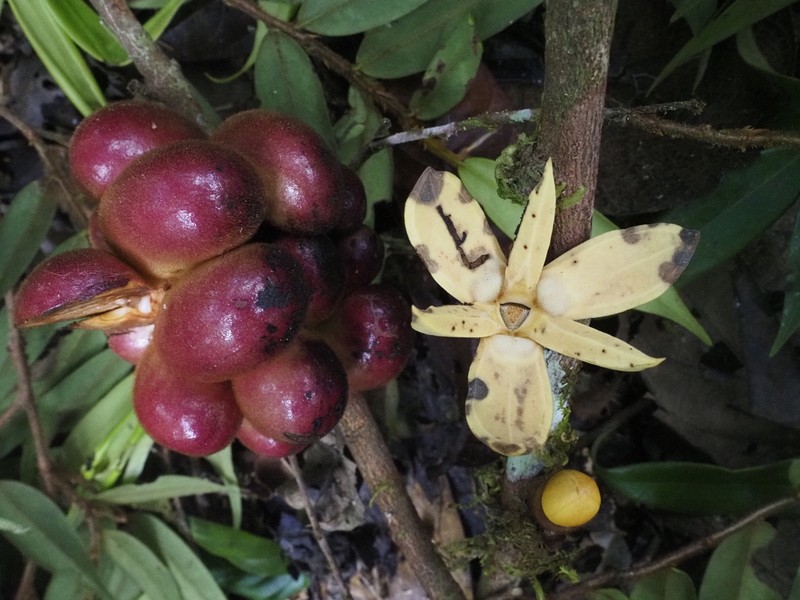 Xylopia crinita photo 5