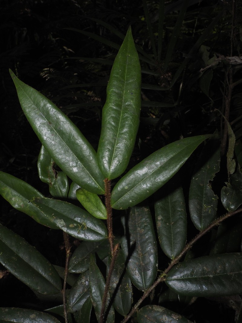 Xylopia crinita photo 6
