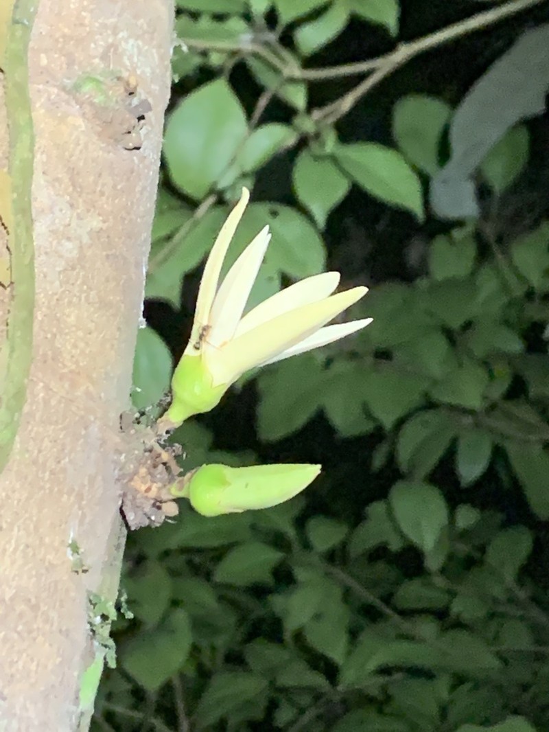 Xylopia crinita photo 7