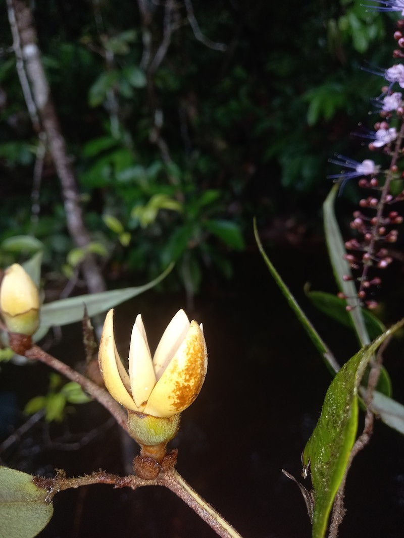 Xylopia crinita photo 8