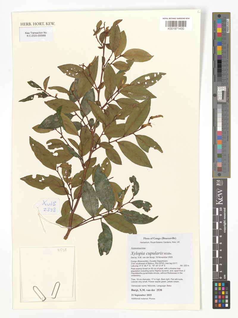 Xylopia cupularis