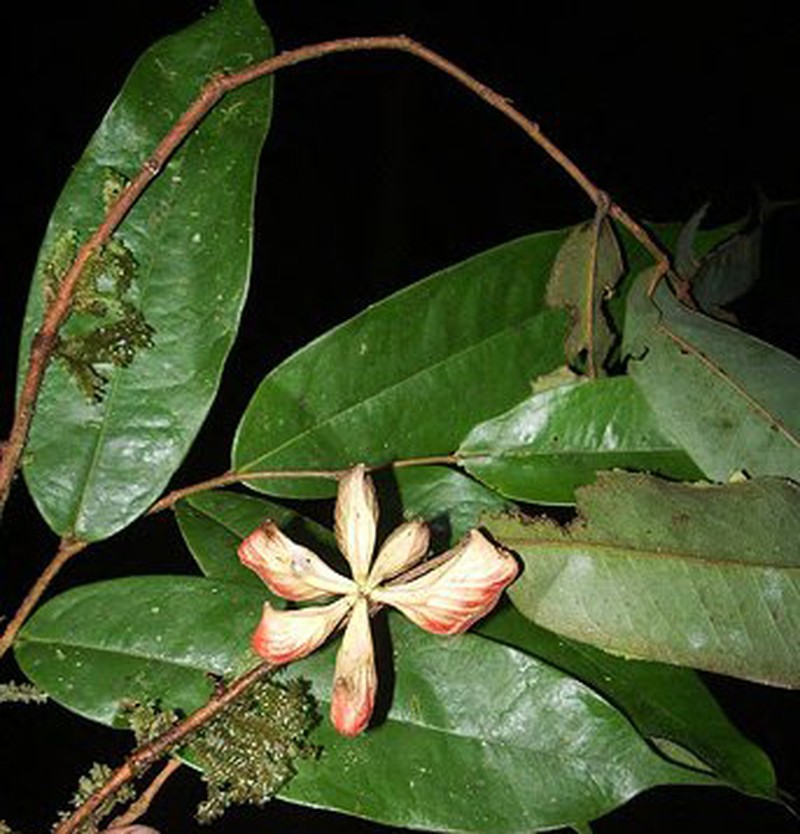 Xylopia cuspidata