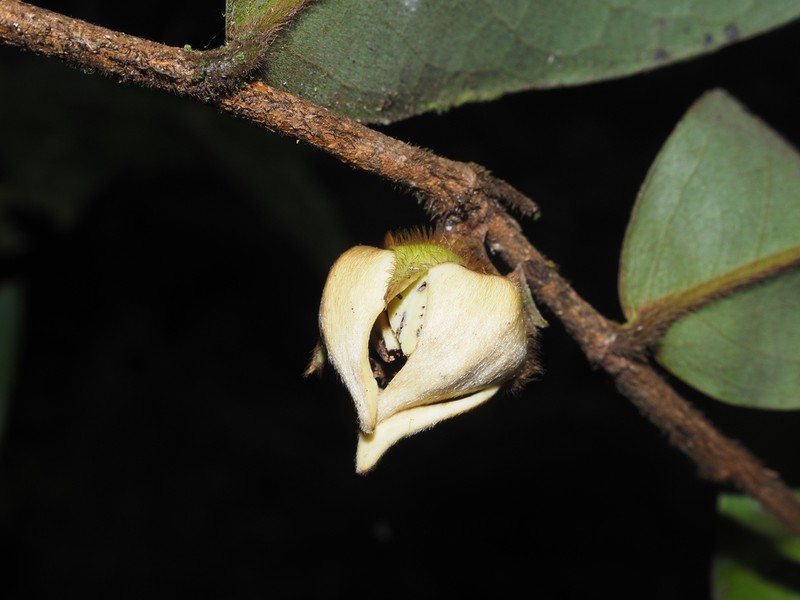 Xylopia cuspidata photo 2