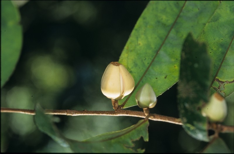 Xylopia cuspidata photo 3