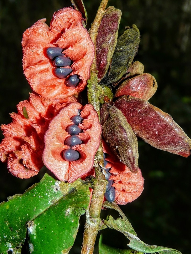 Xylopia cuspidata photo 4