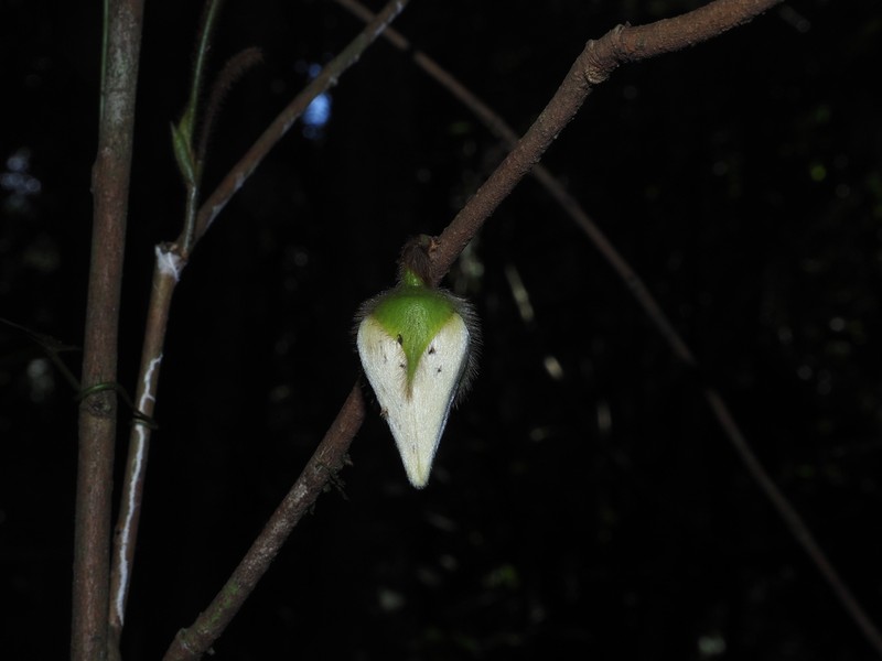 Xylopia cuspidata photo 5