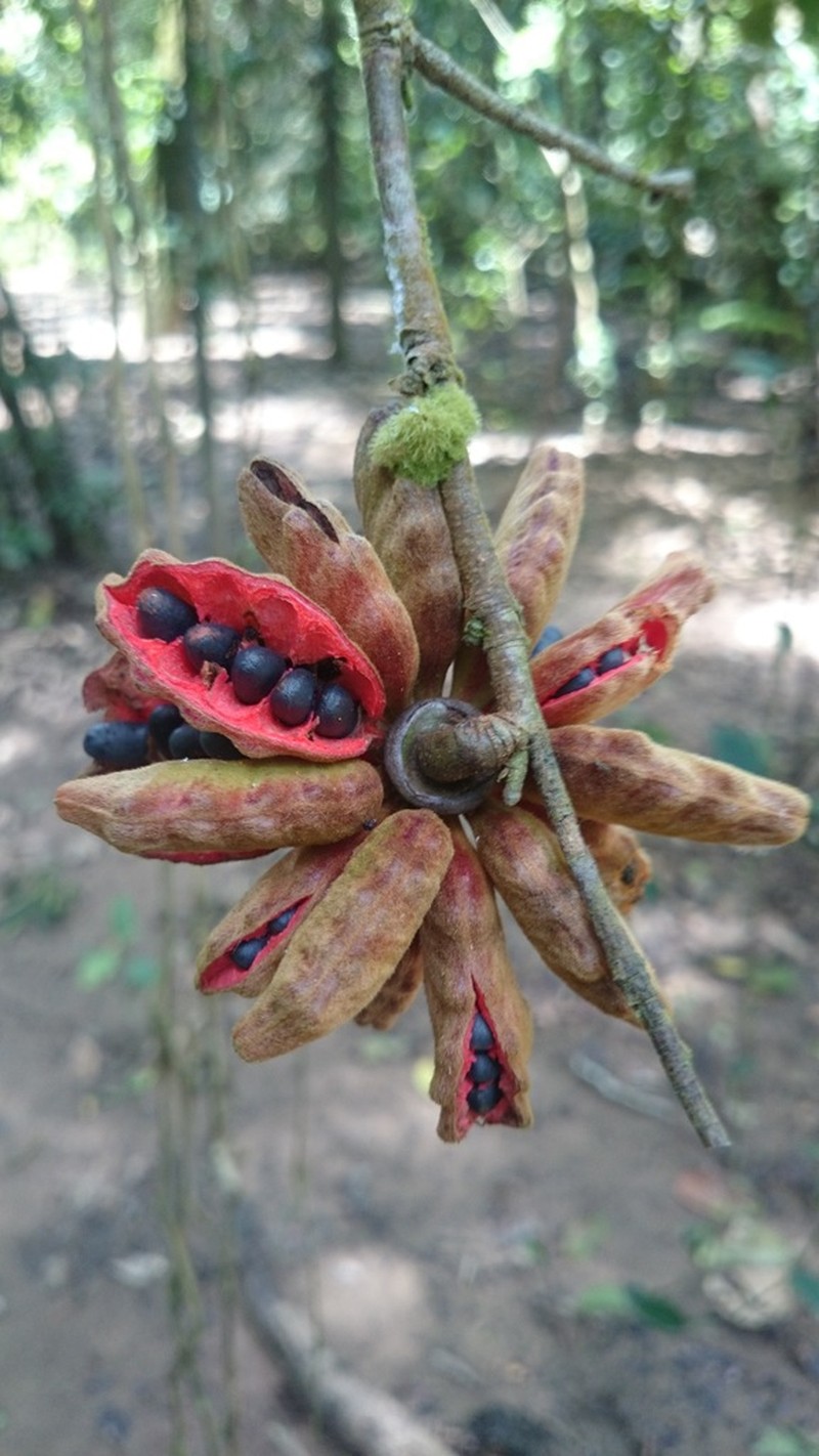 Xylopia cuspidata photo 6
