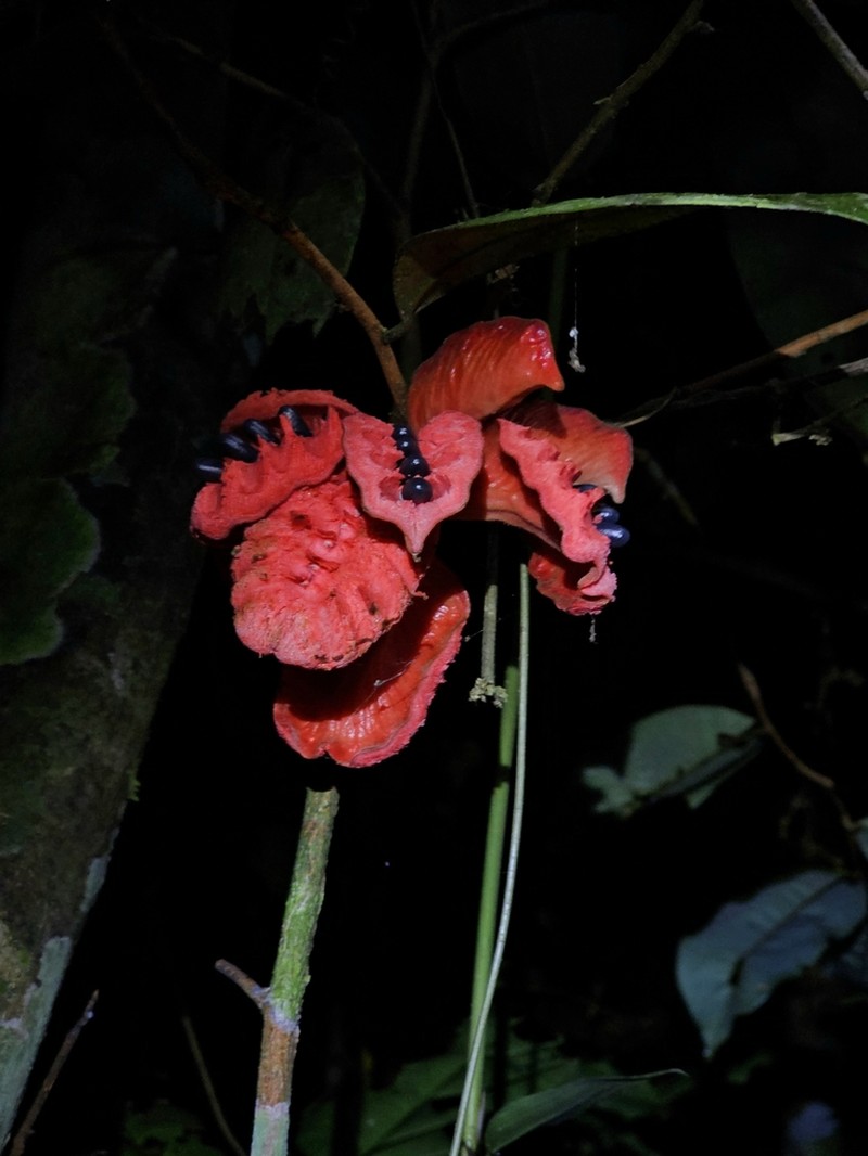 Xylopia cuspidata photo 7