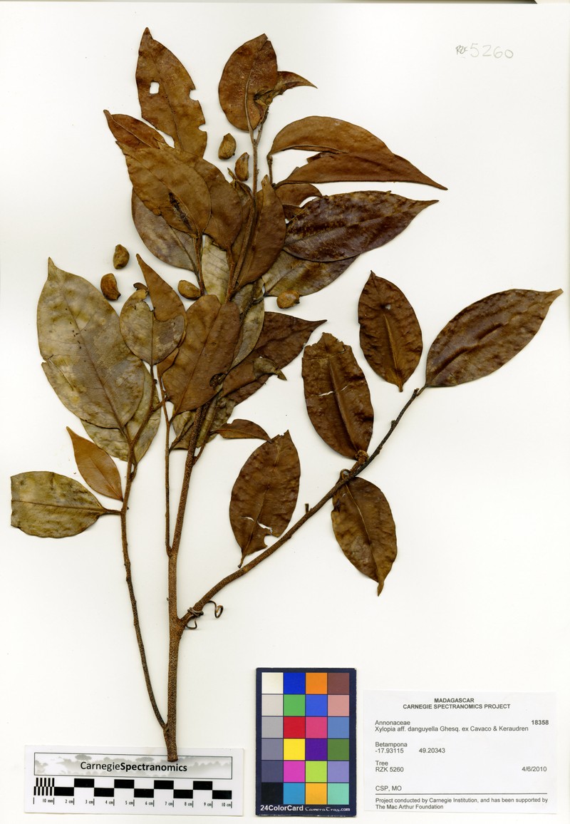 Xylopia danguyella photo 2