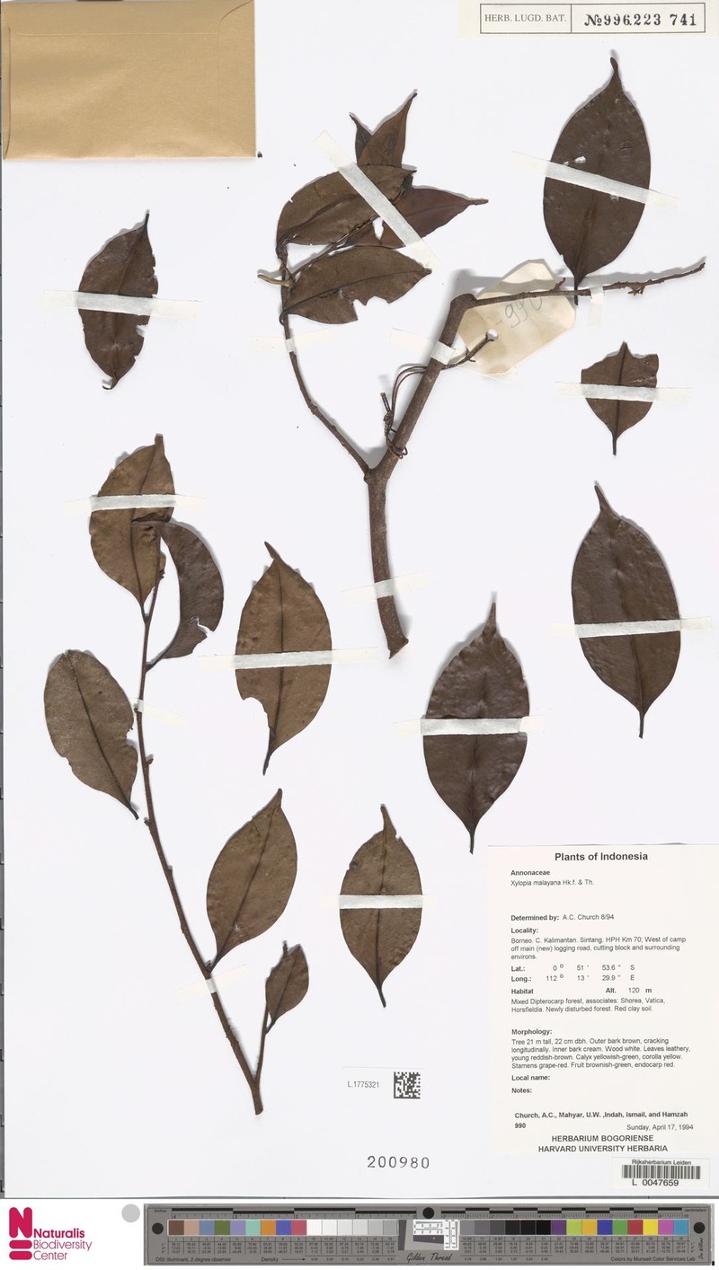 Xylopia dehiscens