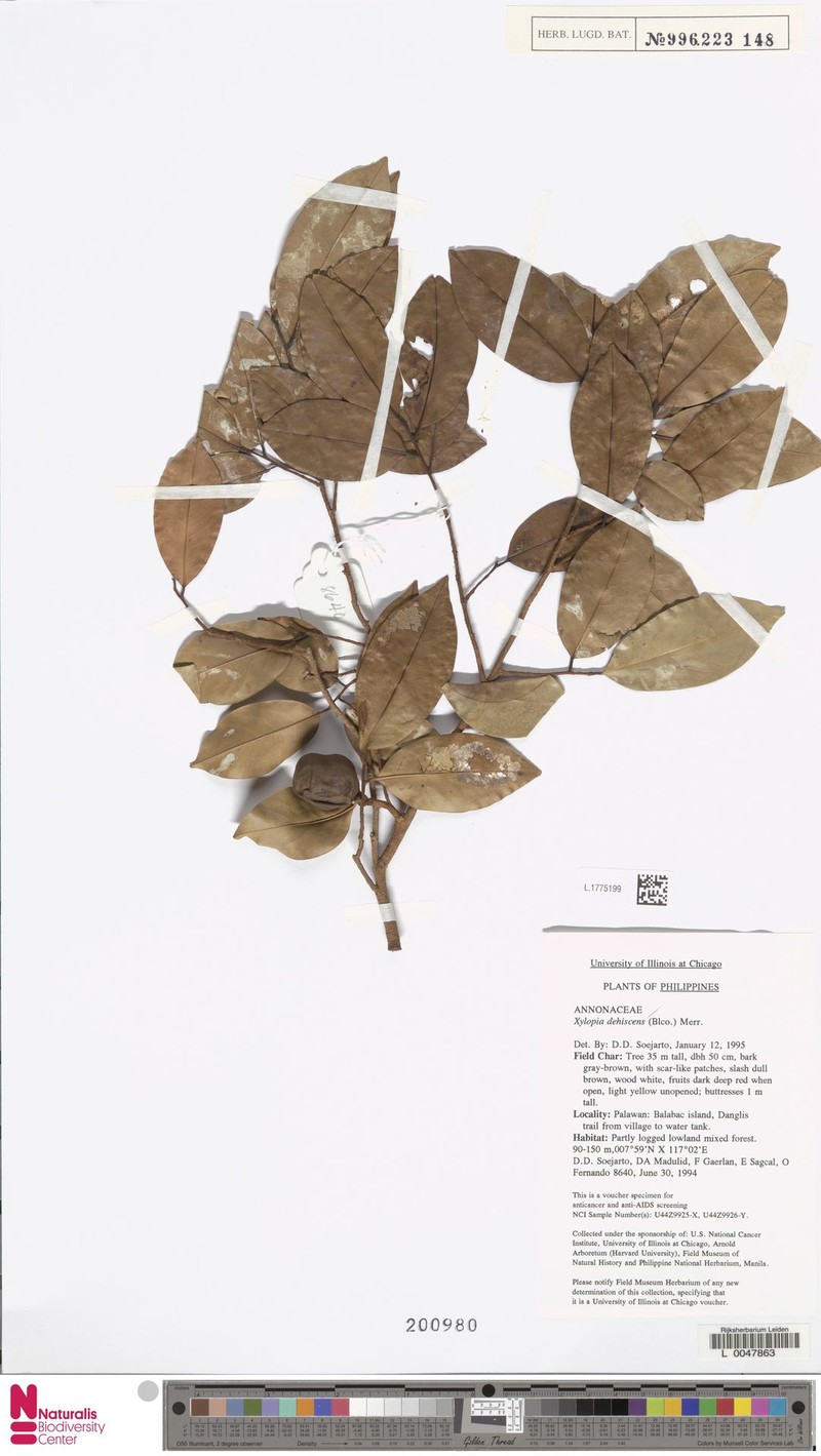 Xylopia dehiscens photo 2