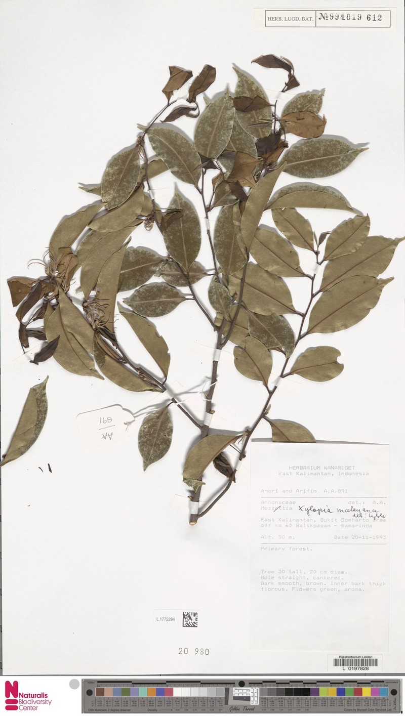 Xylopia dehiscens photo 3