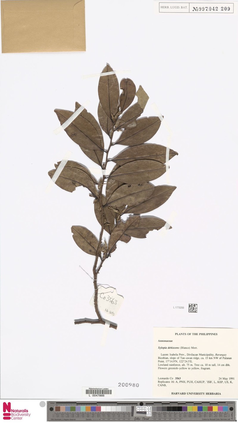 Xylopia dehiscens photo 4