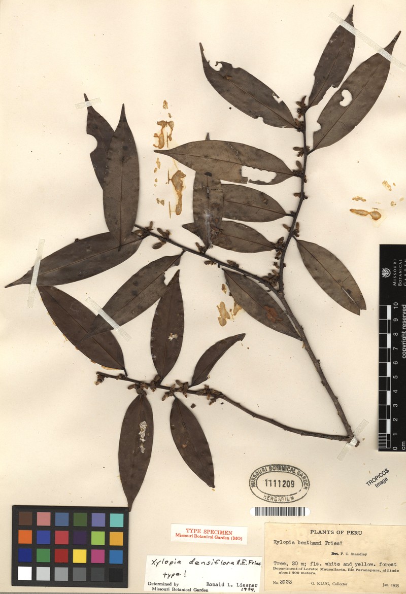 Xylopia densiflora