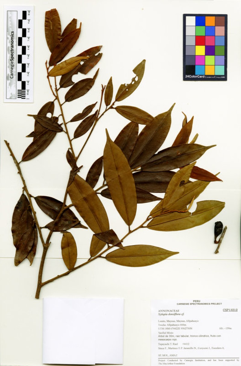 Xylopia densiflora photo 2