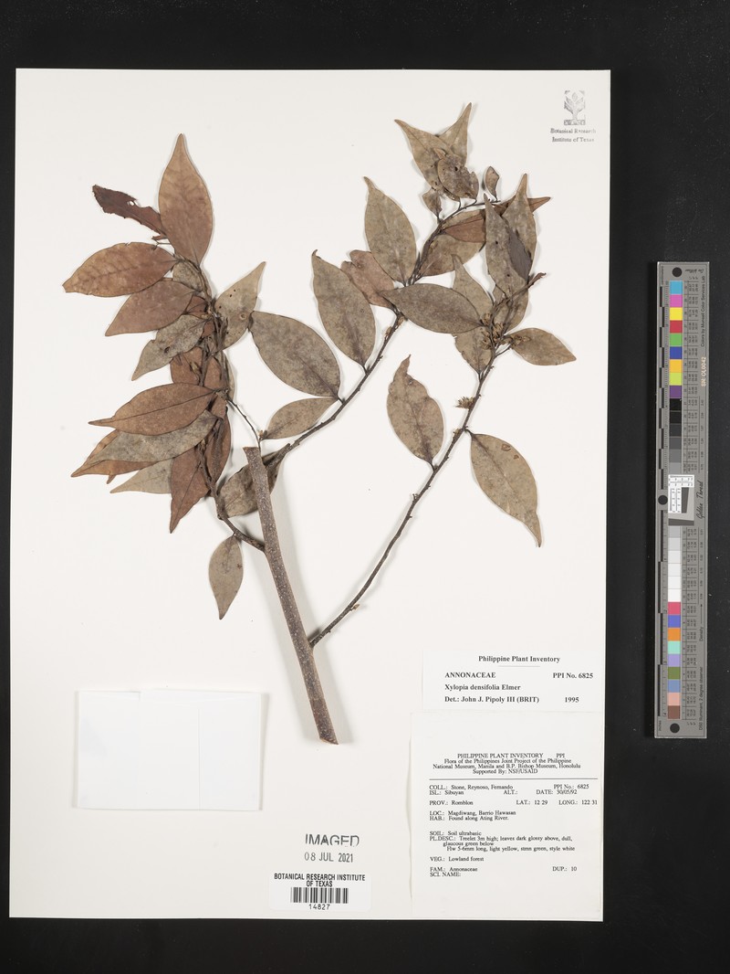 Xylopia densiflora photo 3