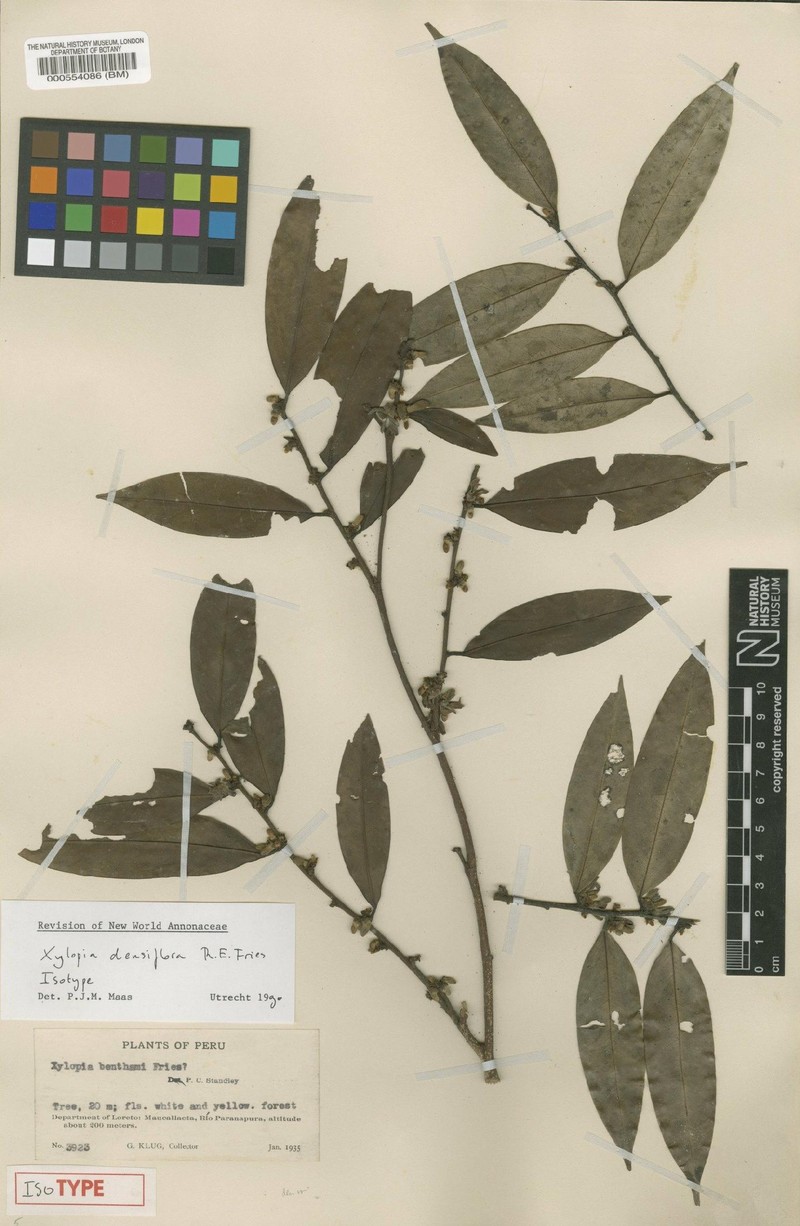 Xylopia densiflora photo 4