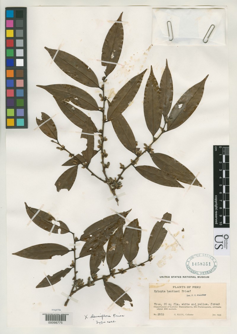 Xylopia densiflora photo 5