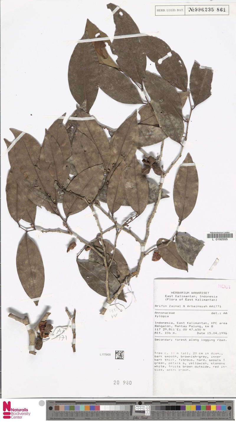 Xylopia densifolia photo 2