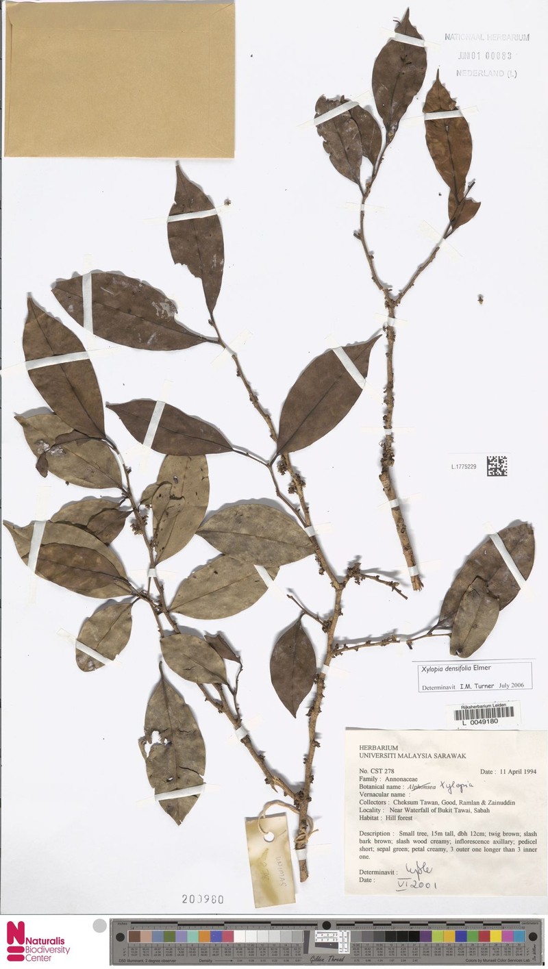 Xylopia densifolia photo 3