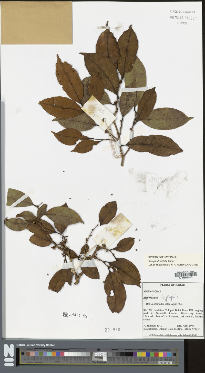 Xylopia densifolia photo 4