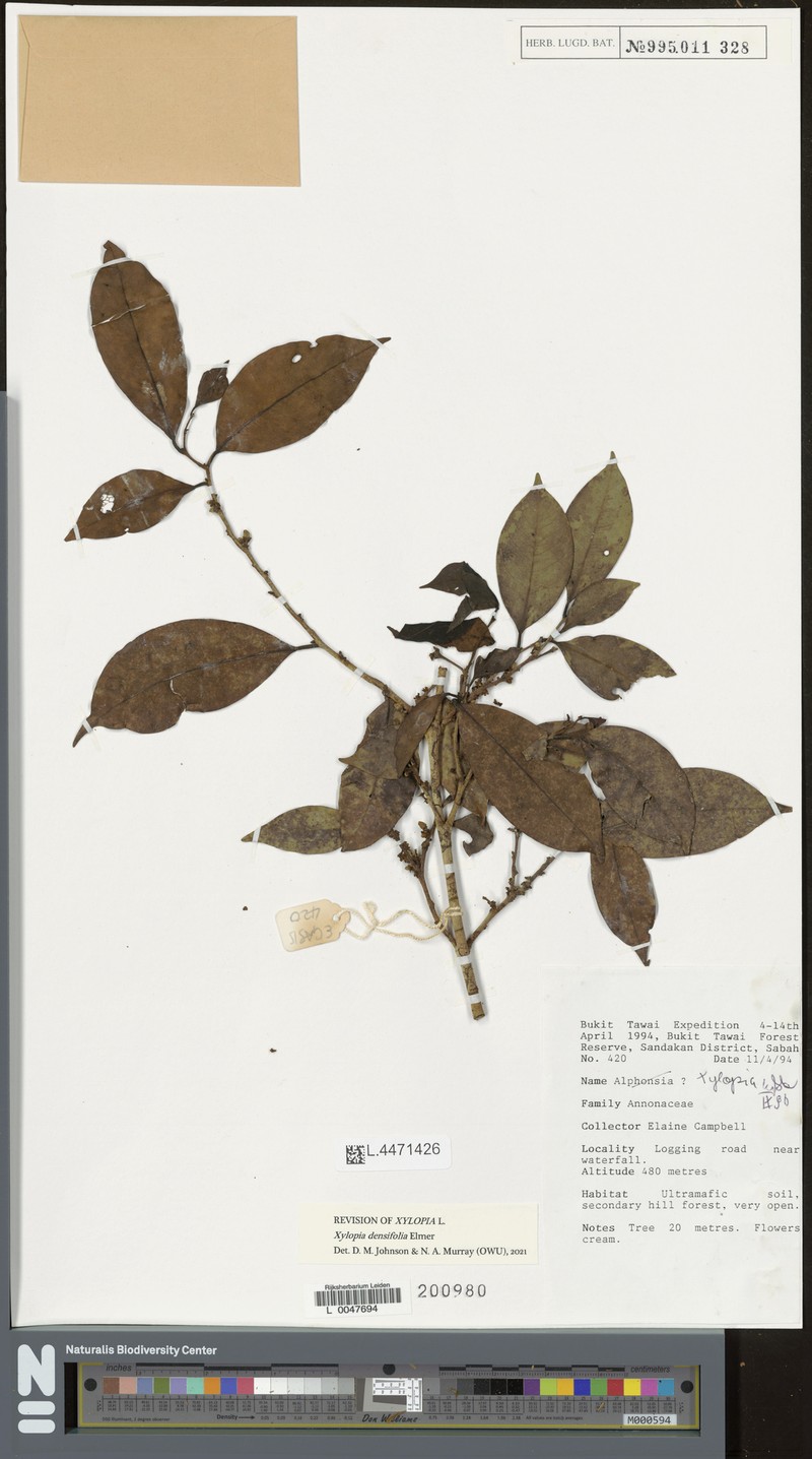 Xylopia densifolia photo 5