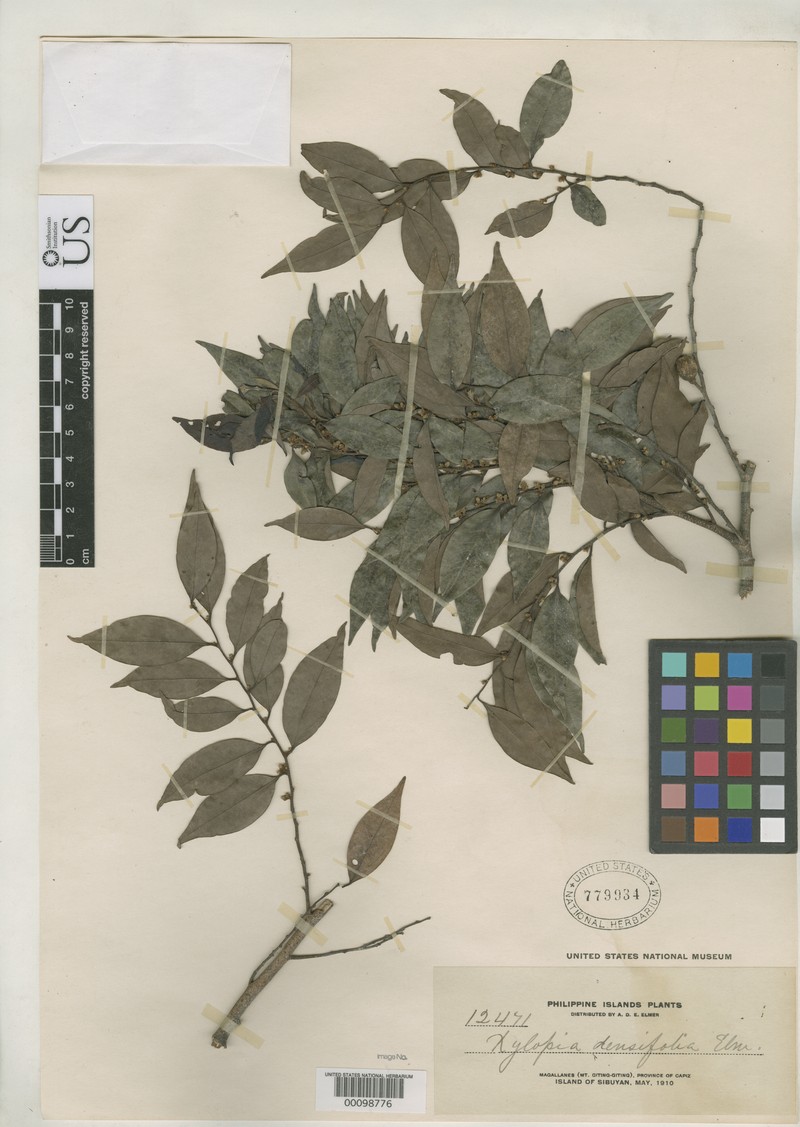 Xylopia densifolia