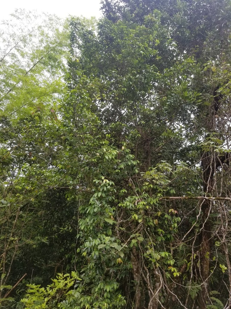 Xylopia dibaccata