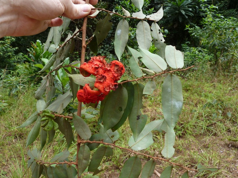 Xylopia dinklagei
