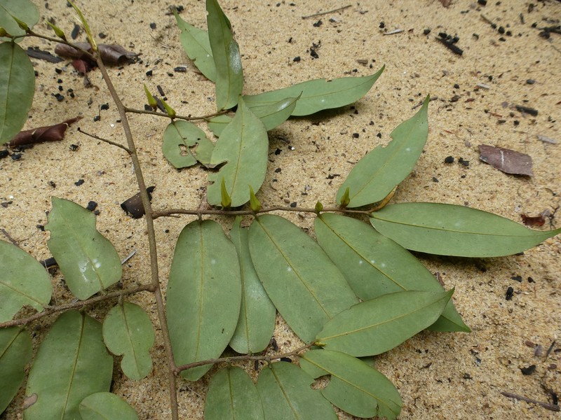 Xylopia dinklagei photo 3