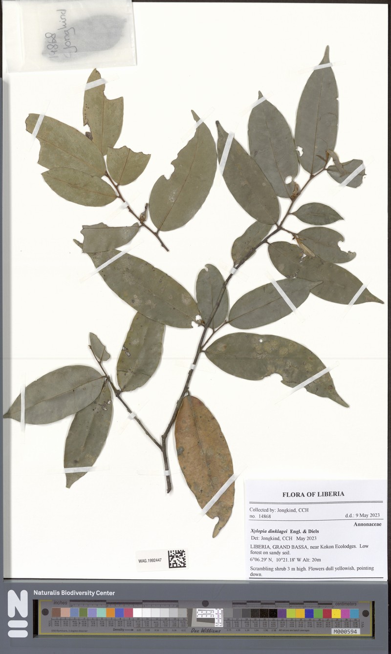 Xylopia dinklagei photo 4
